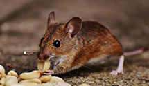 24 Hour & Emergency Exterminators in Horace Mann Ins, IL
